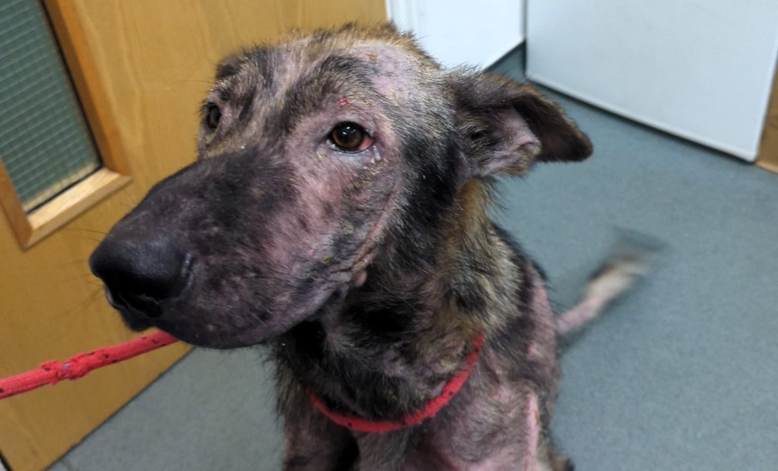 Neglected German Shepherd puppy left looking like a hyena - Hull man banned from keeping animals for life after Simba’s shocking condition and heartbreaking fate.
