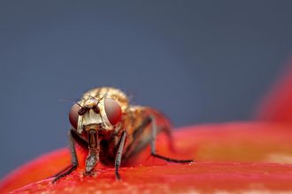 Tiny fruit flies could hold the key to treating alcohol disorder as studies show their shared genes with humans make them ideal for testing drugs that curb alcohol cravings.