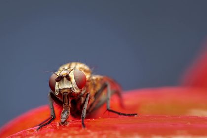 Tiny fruit flies could hold the key to treating alcohol disorder as studies show their shared genes with humans make them ideal for testing drugs that curb alcohol cravings.