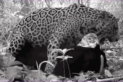 A rare black jaguar was filmed mating with a spotted male in Brazil’s Amazon - the first footage of its kind, offering new insight into jaguar behaviour and conservation.