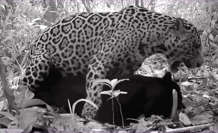 A rare black jaguar was filmed mating with a spotted male in Brazil’s Amazon - the first footage of its kind, offering new insight into jaguar behaviour and conservation.