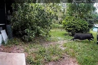 A Florida cop called to a suspected burglary found a wild boar instead - the so-called boar-glar smashed through glass doors before charging officers and fleeing into woods.