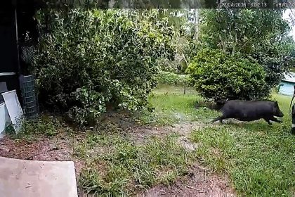 A Florida cop called to a suspected burglary found a wild boar instead - the so-called boar-glar smashed through glass doors before charging officers and fleeing into woods.