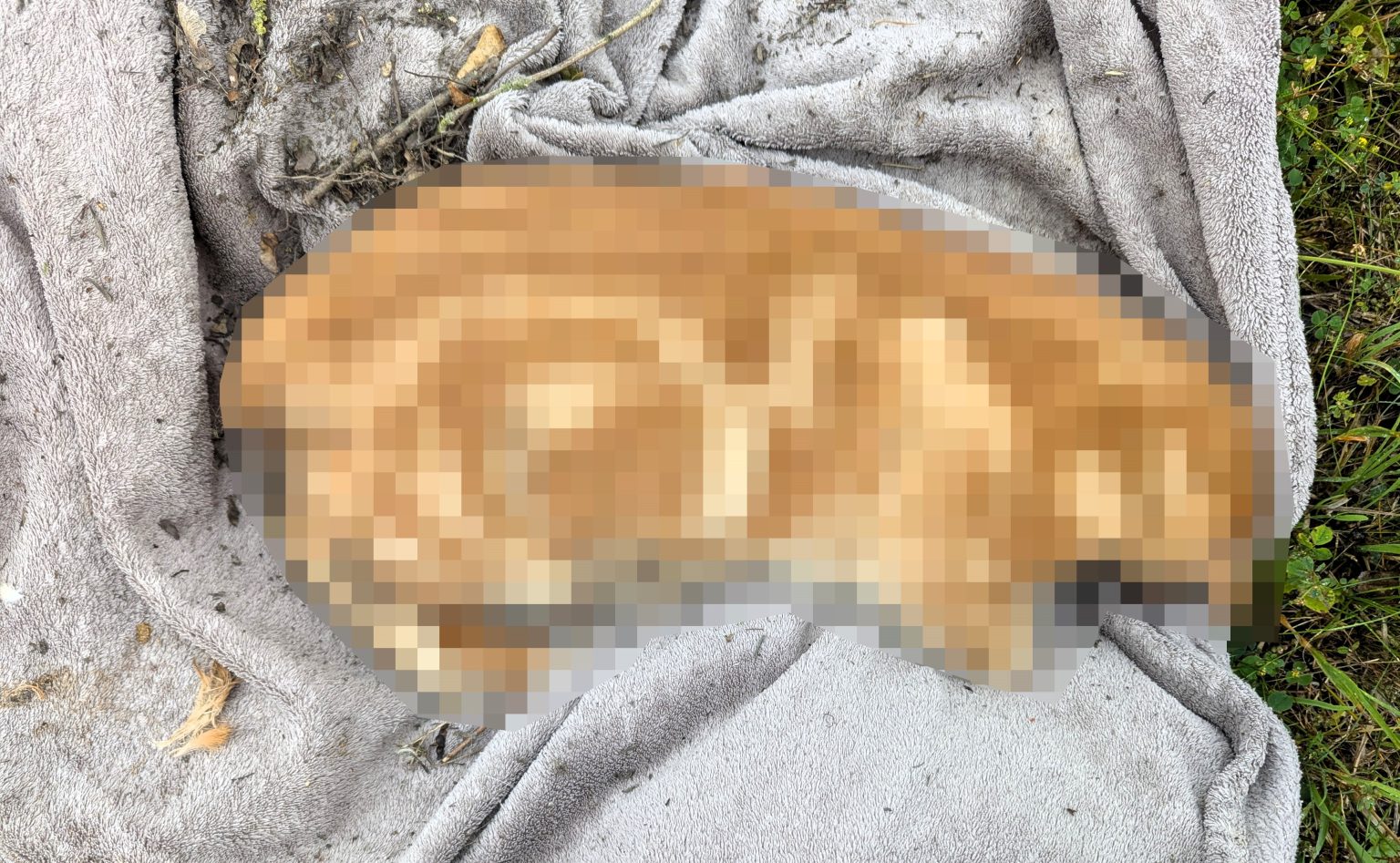 Hunt for sick thug after cat found suffocated with plastic bag in Wolverhampton woods - RSPCA launches urgent appeal for information on disturbing animal cruelty case.