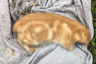 Hunt for sick thug after cat found suffocated with plastic bag in Wolverhampton woods - RSPCA launches urgent appeal for information on disturbing animal cruelty case.