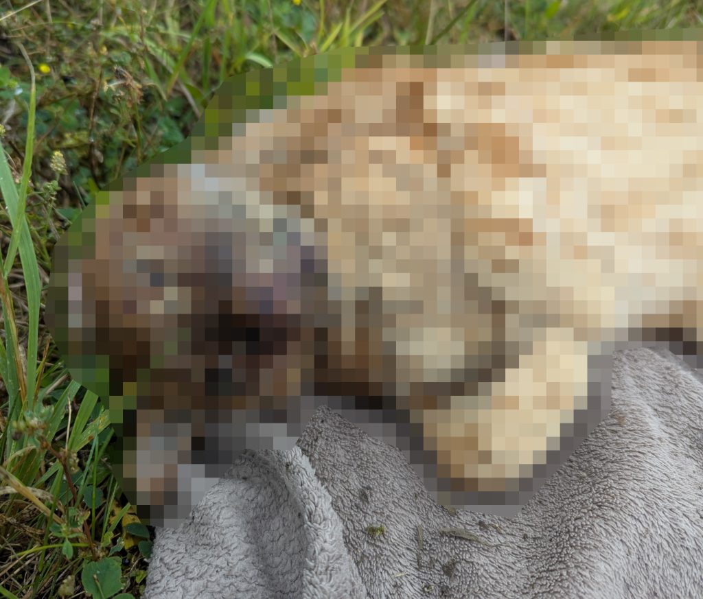 Hunt for sick thug after cat found suffocated with plastic bag in Wolverhampton woods - RSPCA launches urgent appeal for information on disturbing animal cruelty case.
