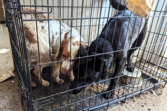 Wick woman Peyton McCarry banned from keeping animals after RSPCA found dogs and cats living in squalor with overflowing litter trays and untreated health issues.