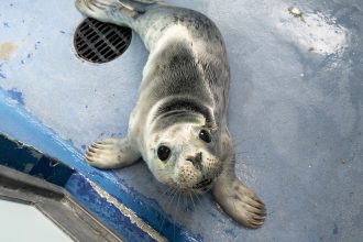 Rescued seal pup S’mores melts hearts after being found weak and wounded on a Cornish beach - now recovering at the Cornish Seal Sanctuary as first save of the season.
