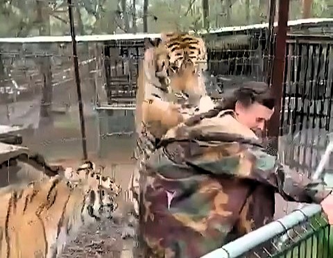 Tiger grabs vet from behind at Mexican zoo in viral video - Alejandra Mora says big cat Rayita was only playing with her jacket and confirms both are safe and well.