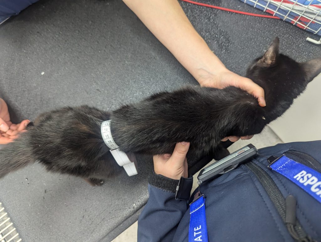 Two cats dumped in rubbish and left to die find loving new home - Katie Arrowsmith drives 400 miles to adopt malnourished siblings Tigress and Binky, now Esme and Freyja.