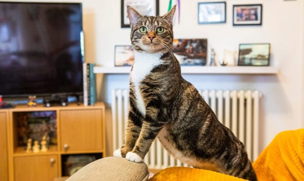 Two cats dumped in rubbish and left to die find loving new home - Katie Arrowsmith drives 400 miles to adopt malnourished siblings Tigress and Binky, now Esme and Freyja.