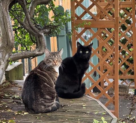 Two cats dumped in rubbish and left to die find loving new home - Katie Arrowsmith drives 400 miles to adopt malnourished siblings Tigress and Binky, now Esme and Freyja.