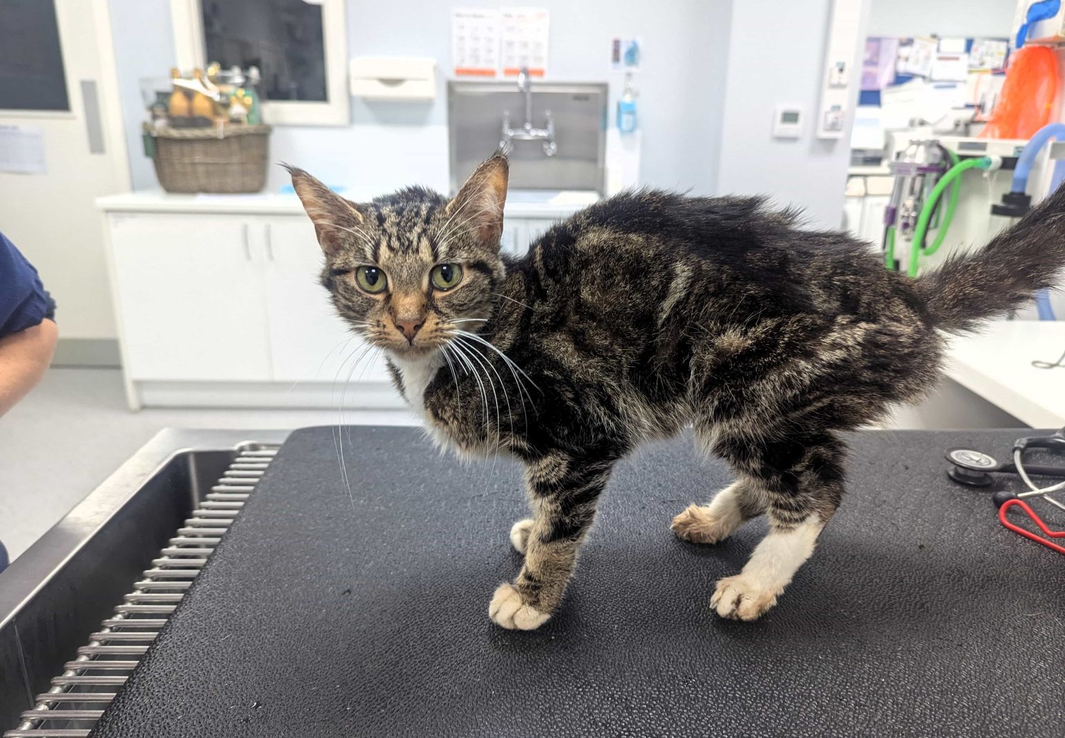 Two cats dumped in rubbish and left to die find loving new home - Katie Arrowsmith drives 400 miles to adopt malnourished siblings Tigress and Binky, now Esme and Freyja.