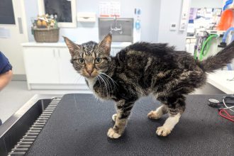 Two cats dumped in rubbish and left to die find loving new home - Katie Arrowsmith drives 400 miles to adopt malnourished siblings Tigress and Binky, now Esme and Freyja.