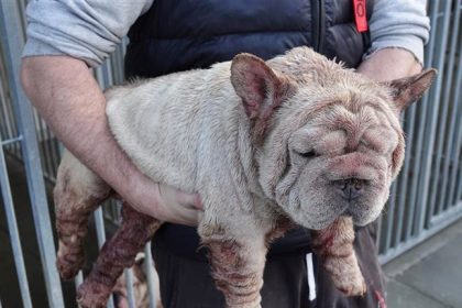 Two men sentenced over illegal dog fertility clinic in Gorebridge shed - 32 dogs found in filthy conditions, several euthanised as SSPCA calls for tougher regulation.