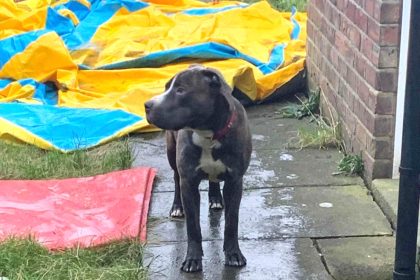 Cruel woman starved her XL Bully to death after pretending he wasn’t her pet. Charlotte McCall has been banned from keeping dogs for 15 years following RSPCA probe.