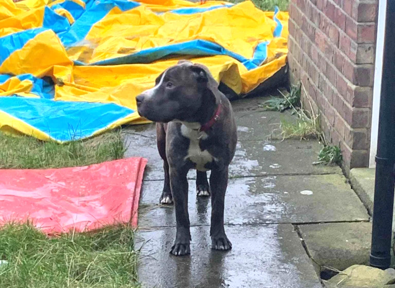 Cruel woman starved her XL Bully to death after pretending he wasn’t her pet. Charlotte McCall has been banned from keeping dogs for 15 years following RSPCA probe.