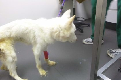 Woman banned from keeping animals for 15 years after husky Milo found tied to wardrobe and left in filth - court brands it one of worst cruelty cases ever seen.