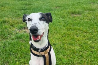 Diesel the whippet was returned to the RSPCA after just eight days with a new family - now the sweet but shy pup is once again searching for his forever home.