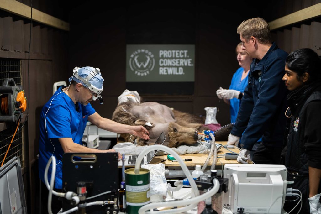 Boki the bear celebrates one year since groundbreaking brain surgery with special cake - the world’s first bear to undergo the procedure now thriving at Wildwood Trust.