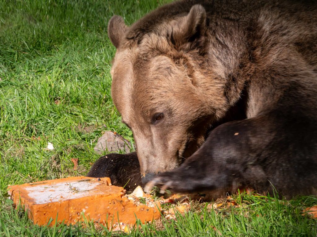 Boki the bear celebrates one year since groundbreaking brain surgery with special cake - the world’s first bear to undergo the procedure now thriving at Wildwood Trust.
