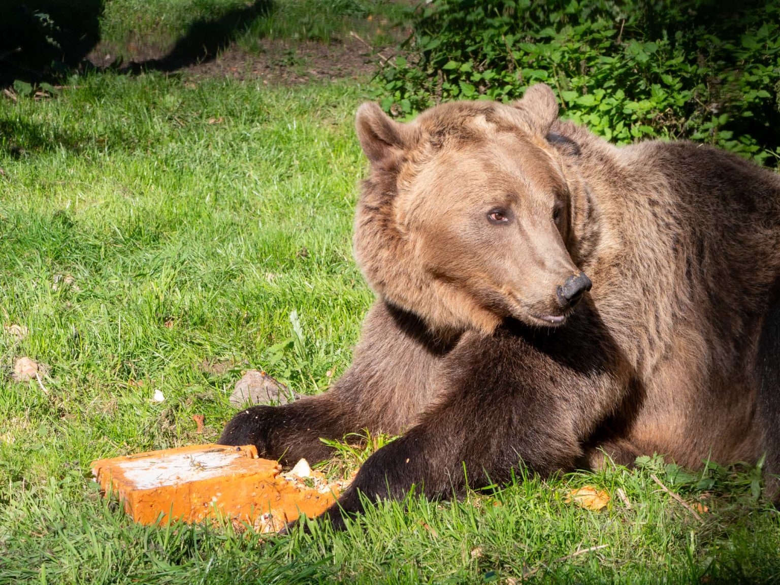 Boki the bear celebrates one year since groundbreaking brain surgery with special cake - the world’s first bear to undergo the procedure now thriving at Wildwood Trust.