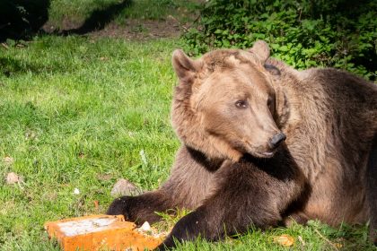 Boki the bear celebrates one year since groundbreaking brain surgery with special cake - the world’s first bear to undergo the procedure now thriving at Wildwood Trust.