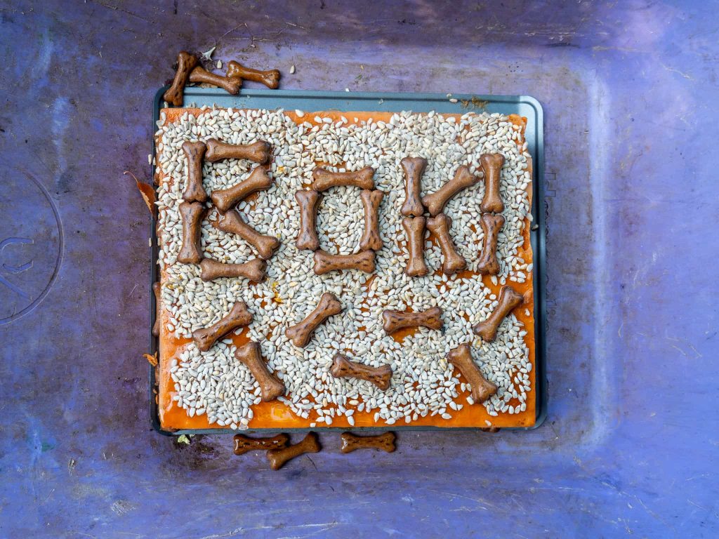 Boki the bear celebrates one year since groundbreaking brain surgery with special cake - the world’s first bear to undergo the procedure now thriving at Wildwood Trust.