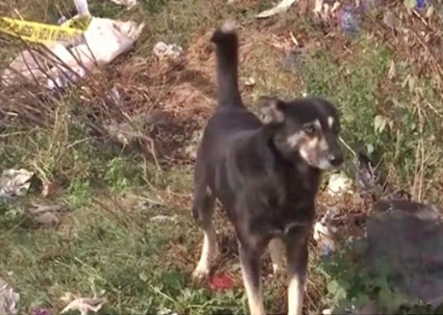 A three-year-old boy was killed by stray dogs in Mărășești, Romania, after wandering from home - authorities are probing his parents as locals blame officials for ignoring the danger.