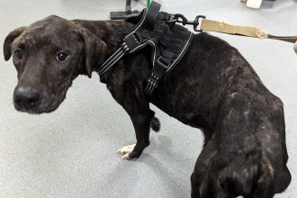 Ashleigh Hinde, 22, from Middlesbrough, has been banned from keeping animals for 15 years after starving and abusing two dogs and neglecting four puppies found living in filthy conditions.