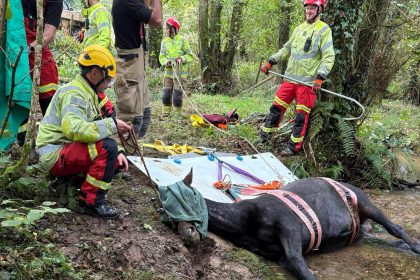 Firefighters rescued Nigel the horse after he got trapped in a stream near Bodmin, Cornwall - the cheeky escape artist is now recovering well after his muddy ordeal.