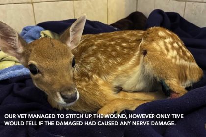 A baby deer left with skin ripped to the bone after getting caught in barbed wire has made a full recovery and been released back into the wild after three months of care.