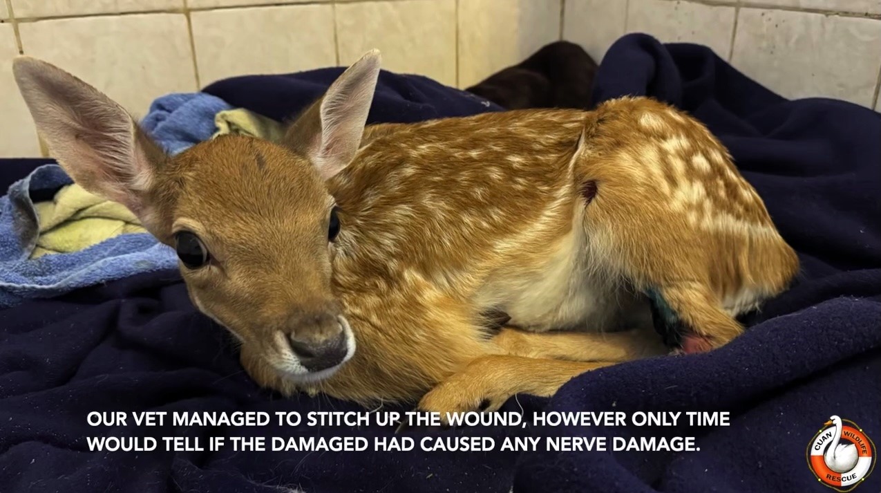 A baby deer left with skin ripped to the bone after getting caught in barbed wire has made a full recovery and been released back into the wild after three months of care.