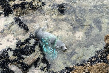 Rescuers in west Cornwall saved a seal from drowning after it became trapped in a fishing net, cutting it free just in time before safely releasing it back into the sea.