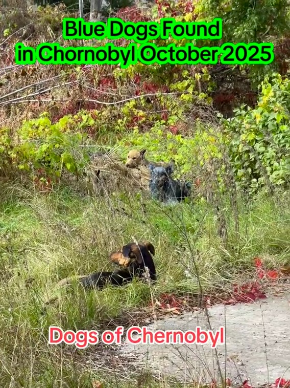 Charity workers in Chernobyl discovered three stray dogs with bright blue fur. The cause is unknown, though experts suspect chemical exposure. The dogs appear healthy.