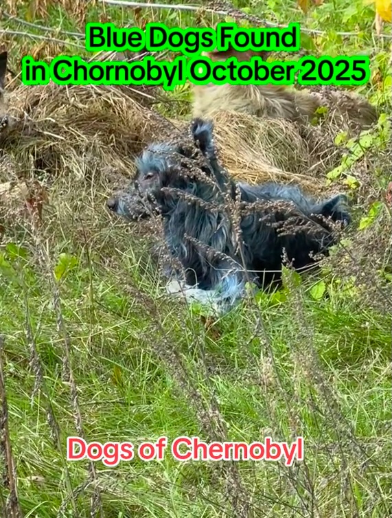 Charity workers in Chernobyl discovered three stray dogs with bright blue fur. The cause is unknown, though experts suspect chemical exposure. The dogs appear healthy.