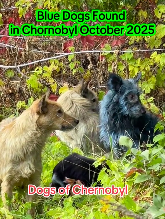 Charity workers in Chernobyl discovered three stray dogs with bright blue fur. The cause is unknown, though experts suspect chemical exposure. The dogs appear healthy.