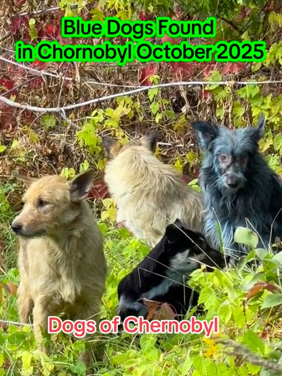 Charity workers in Chernobyl discovered three stray dogs with bright blue fur. The cause is unknown, though experts suspect chemical exposure. The dogs appear healthy.
