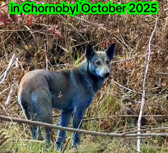 Charity workers in Chernobyl discovered three stray dogs with bright blue fur. The cause is unknown, though experts suspect chemical exposure. The dogs appear healthy.