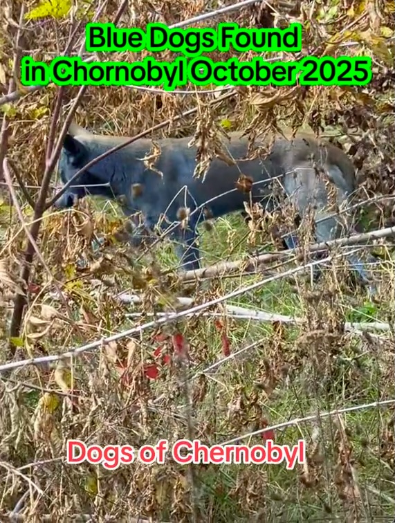 Charity workers in Chernobyl discovered three stray dogs with bright blue fur. The cause is unknown, though experts suspect chemical exposure. The dogs appear healthy.