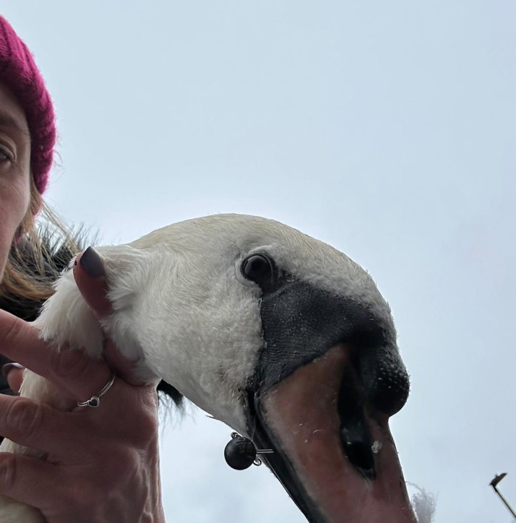 An injured swan found with a large hook through its tongue has been rescued in Milton Keynes after multiple failed attempts with experts warning fishers to act responsibly.