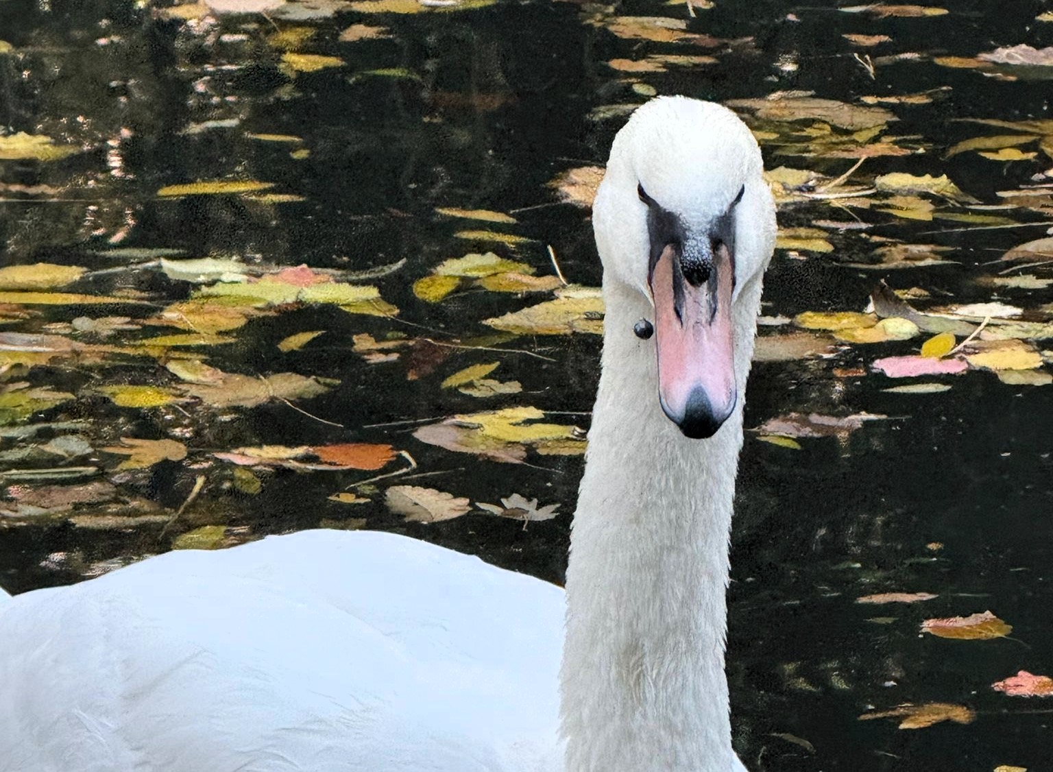 An injured swan found with a large hook through its tongue has been rescued in Milton Keynes after multiple failed attempts with experts warning fishers to act responsibly.