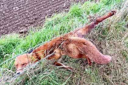 Rescuers saved a fox trapped in wire fencing along the River Ouse after hours of struggle, rushing it to Yorkshire Wildlife Rescue where it’s now recovering well.