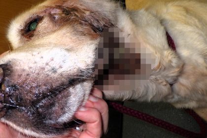 Michelle and Daniel Powell have been banned from keeping animals for 10 years after their elderly Labrador Daisy was found in horrific neglect and had to be put down.