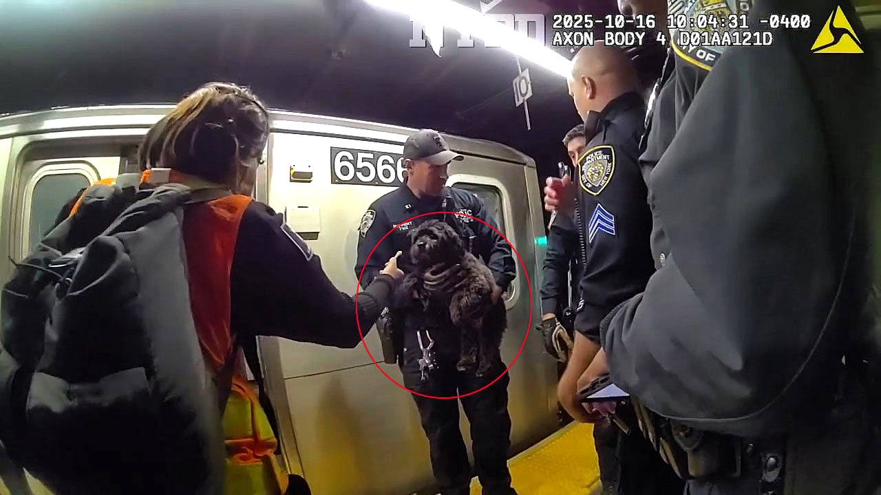 Influencer Amelie Zilber’s dog Moose went viral after escaping daycare and getting trapped under a New York subway. NYPD shut down power to rescue the pup safely.