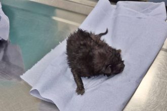 A newborn kitten was rescued from a police car’s wheel arch in Plymouth after officers heard its faint meow. Kwik Fit mechanics and PDSA helped save the tiny feline.