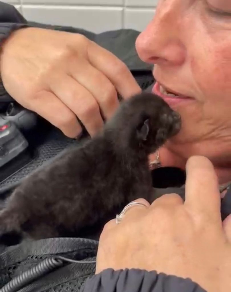 A newborn kitten was rescued from a police car’s wheel arch in Plymouth after officers heard its faint meow. Kwik Fit mechanics and PDSA helped save the tiny feline.