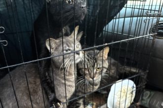 Florida man Patrick Haumann arrested after 21 cats found living in squalor inside his car including two dead felines as police charge him with multiple counts of animal cruelty.