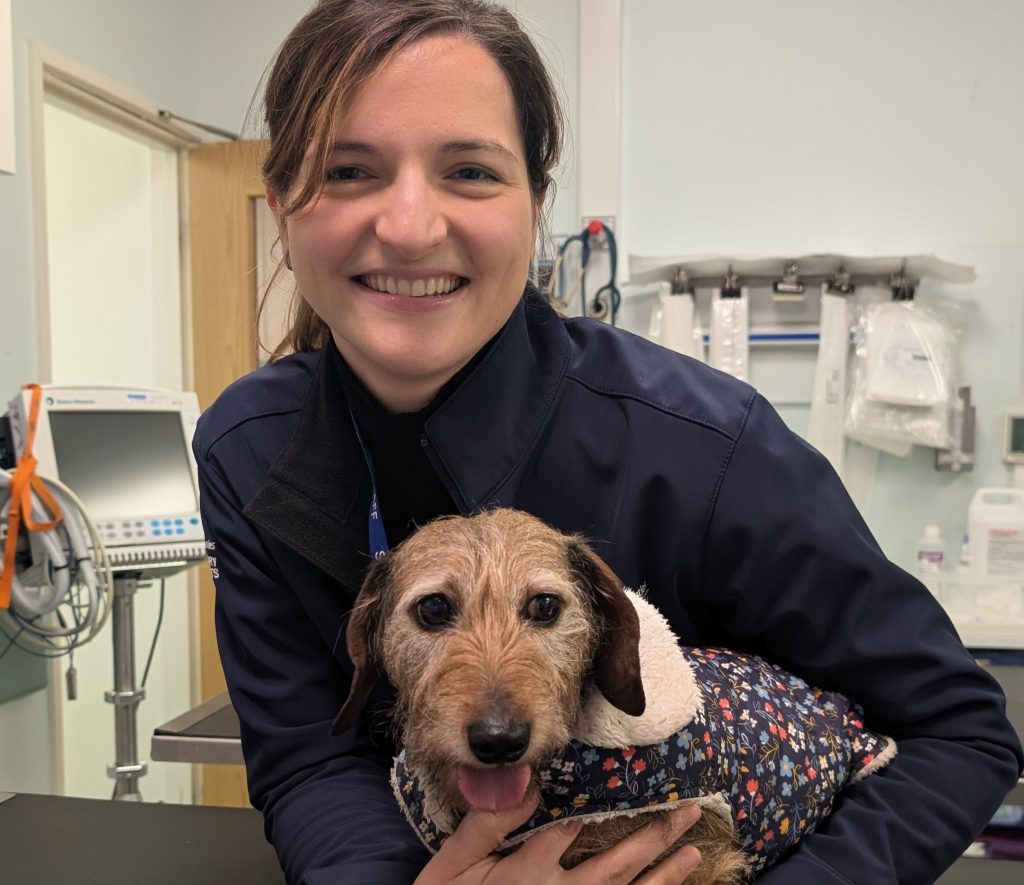 A dachshund crushed by a speeding car made a miraculous recovery after suffering seven broken ribs, a punctured lung and severe internal injuries in a near fatal accident.