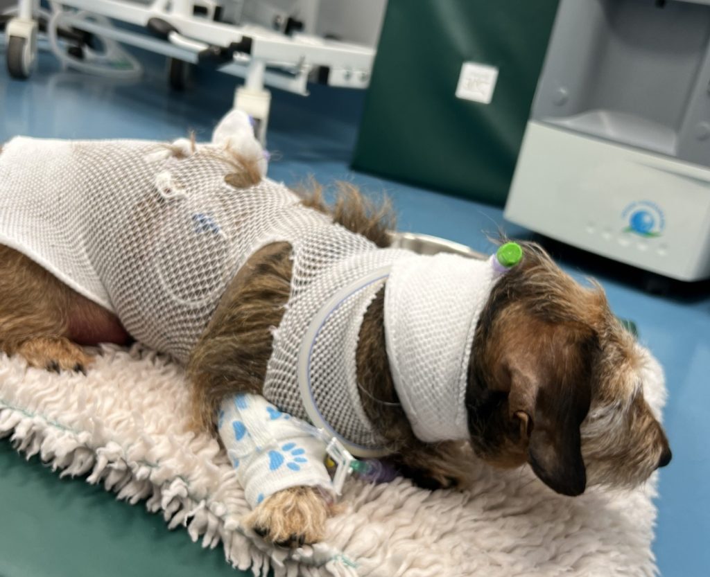 A dachshund crushed by a speeding car made a miraculous recovery after suffering seven broken ribs, a punctured lung and severe internal injuries in a near fatal accident.
